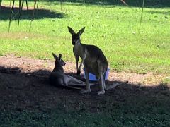 09B Two kangaroos at the Hope Zoo Royal Botanical Hope Gardens Kingston Jamaica